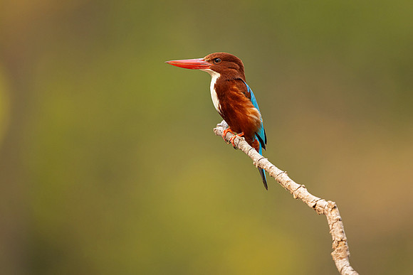 White Throated Kingfisher (India)