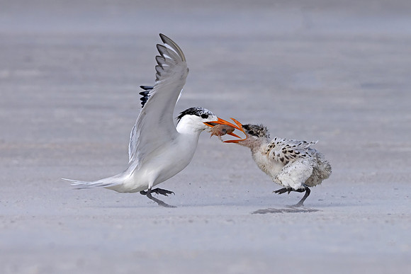 Royal Terns (Florida)