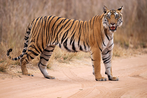 Bengal Tiger (India)