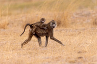 Olive Baboon (Kenya)