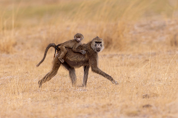 Olive Baboon (Kenya)