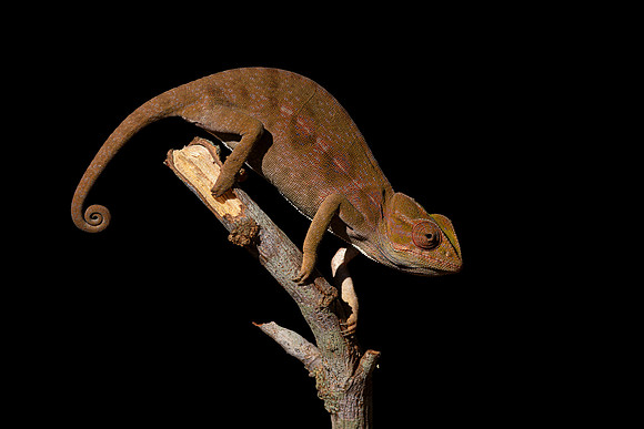 Jeweled Chameleon (Madagascar)
