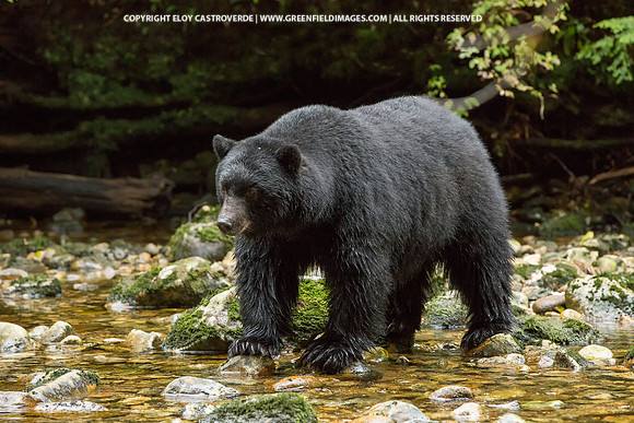Black Bear