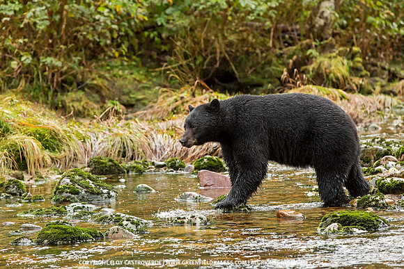 Black Bear