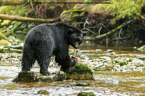 Black Bear eating a Coho Salmon