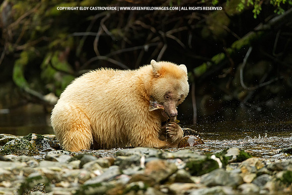 Spirit Bear eating Coho Salmon