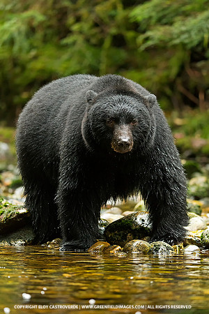 Black Bear