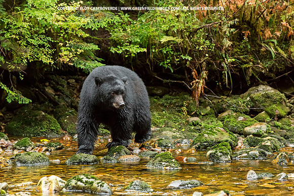 Black Bear