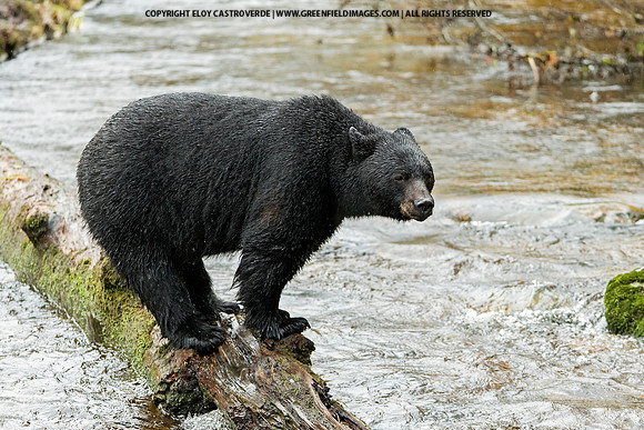 Black Bear