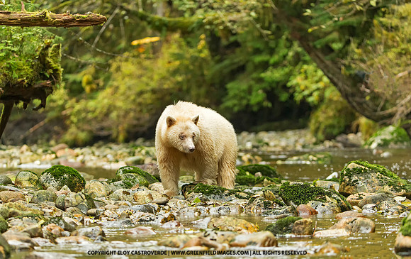 Spirit Bear