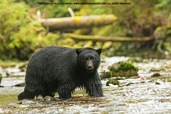Black Bear