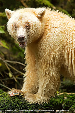 Spirit Bear eating Coho Salmon