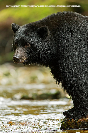 Black Bear