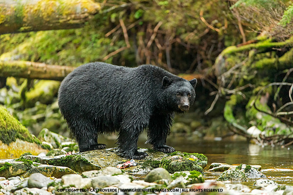 Black Bear