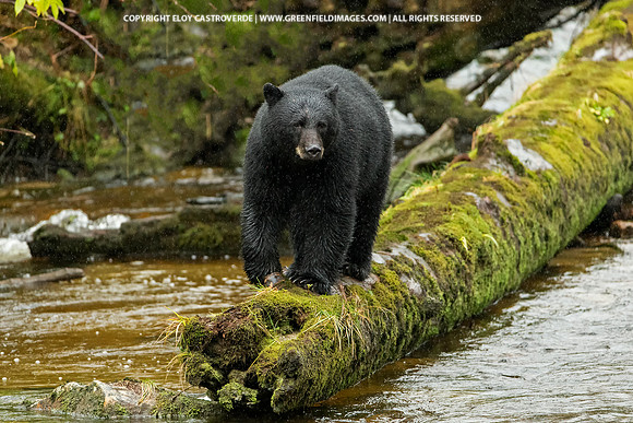 Black Bear