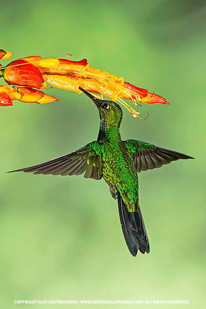 Green-crowned Brilliant Hummingbird