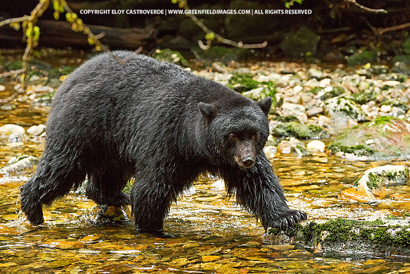 Black Bear