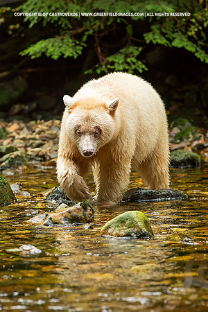 Spirit Bear