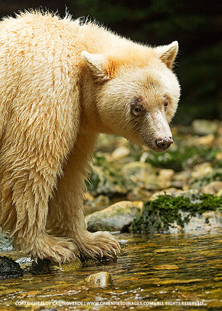 Spirit Bear