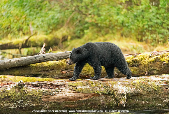 Black Bear