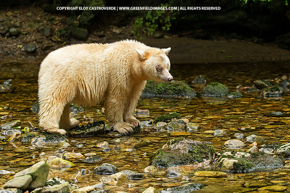 Spirit Bear