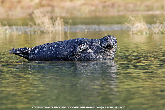 Harbor Seal