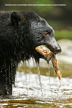 Black Bear eating a Coho Salmon