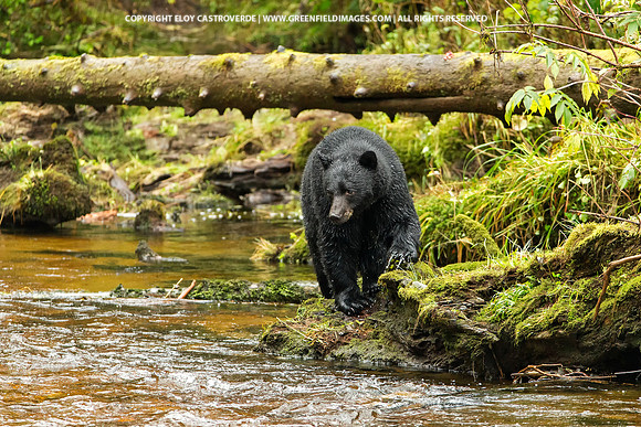 Black Bear