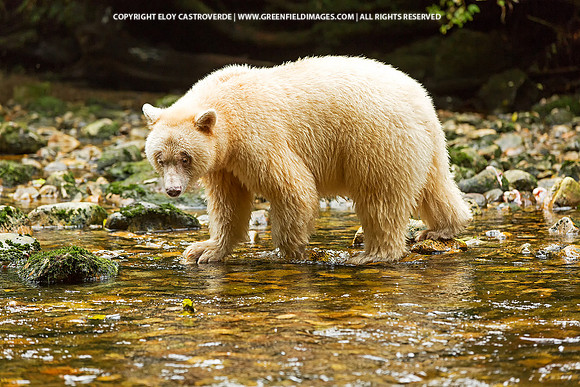 Spirit Bear