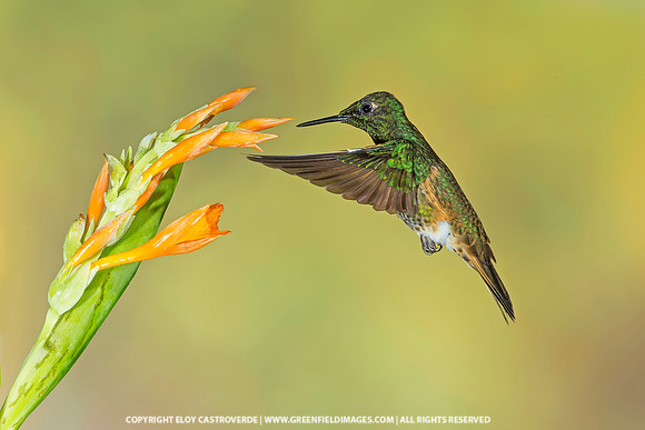 Buff-tailed Coronet Hummingbird