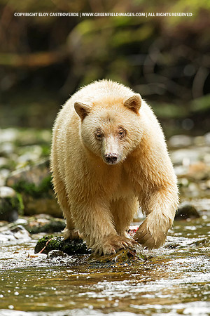 Spirit Bear