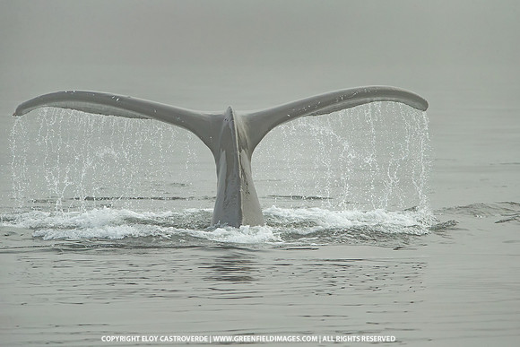 Humpback Whale