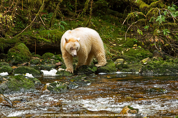 Spirit Bear
