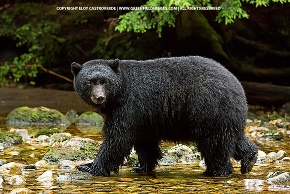 Black Bear