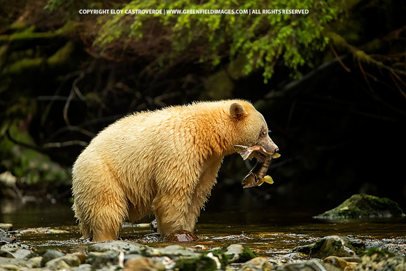 Spirit Bear with Coho Salmon