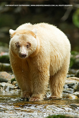 Spirit Bear
