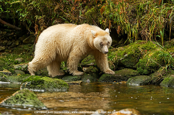 Spirit Bear
