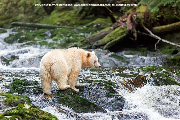 Spirit Bear