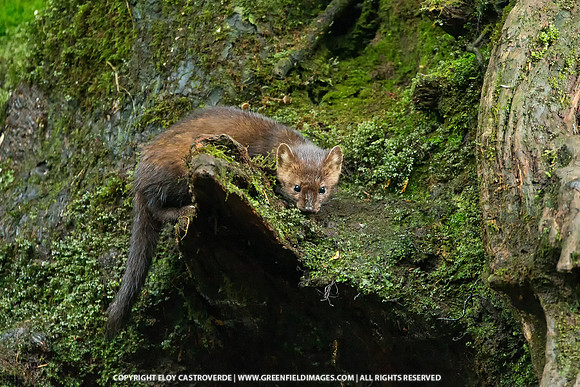 Pine Marten