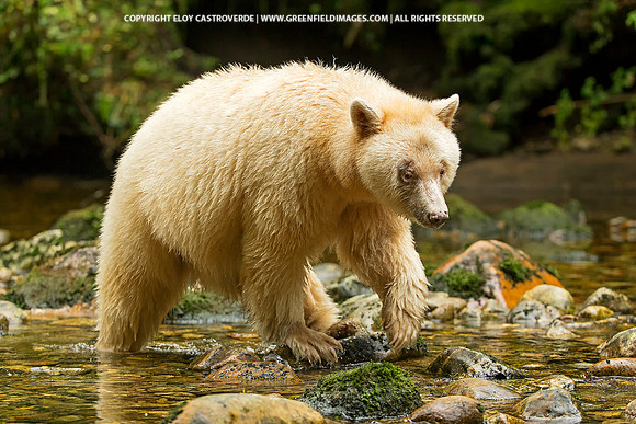 Spirit Bear