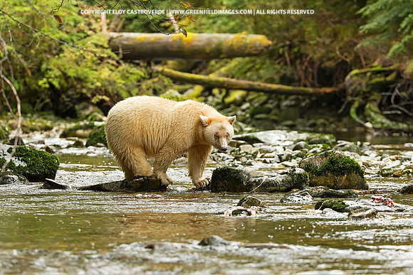 Spirit Bear