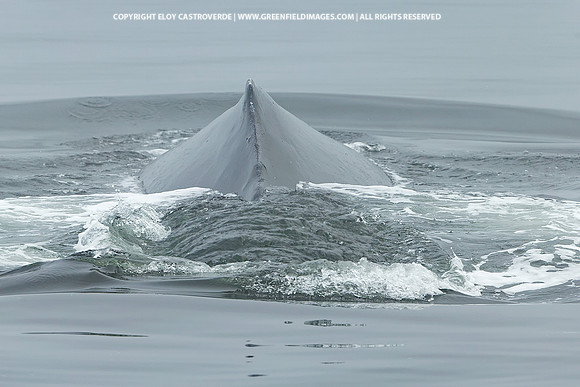 Humpback Whale