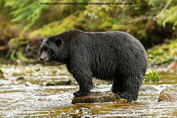 Black Bear
