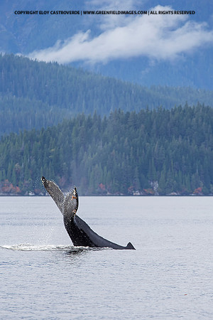Humpback Whale