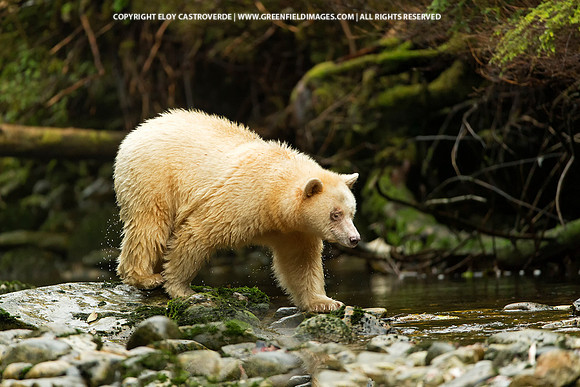 Spirit Bear
