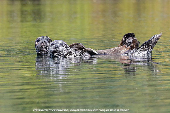 Harbor Seals