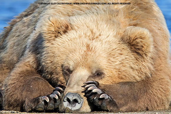 Brown Bear