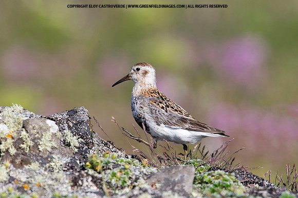 Rock Sandpiper
