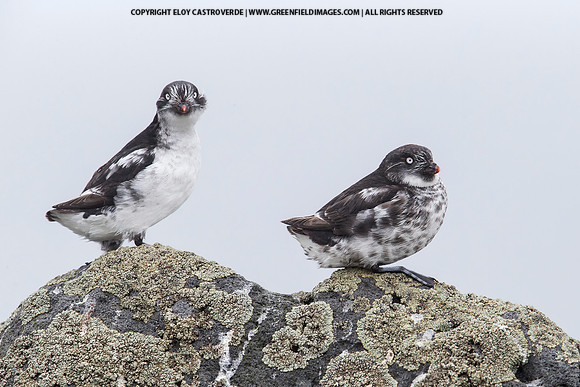 Least Auklet