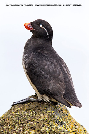 Parakeet Auklet